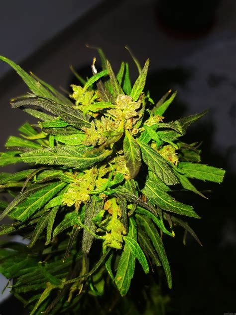 Info Sur La Variété De Cannabis Colombian Mango Biche Inconnue Ou