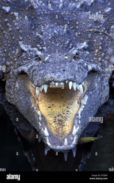 American Crocodile Florida crocodylus acutus Stock Photo - Alamy