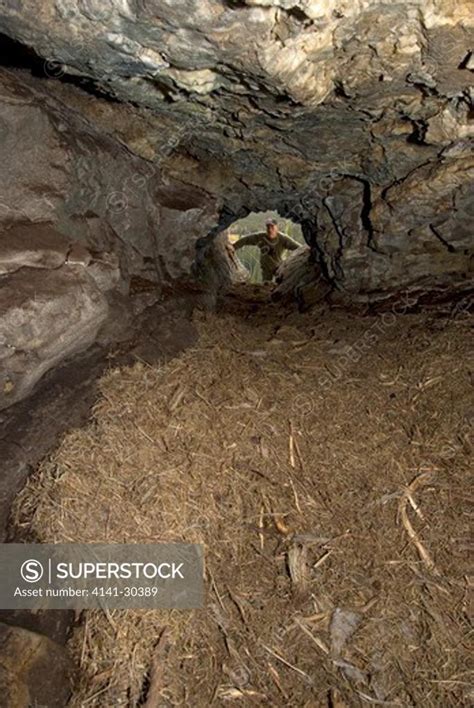 interior of grizzly bear den with man standing at entrance. floor of ...