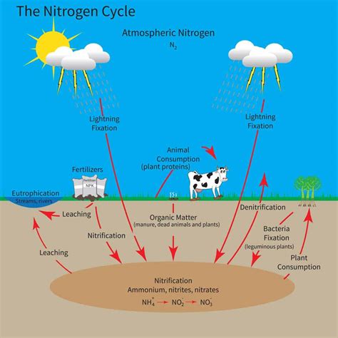 How Do Plants Use Nitrogen