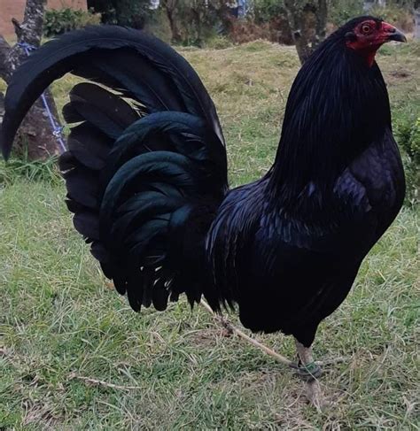 Pin En Gamefowl Prietos Gallos De Pelea Gallinas De Pelea Aves De