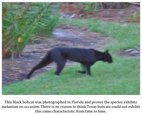 Texas Cryptid Hunter More Texas Black Panthers And Other Mystery Cats