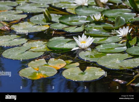 Teich Seerosen Fotos Und Bildmaterial In Hoher Aufl Sung Alamy