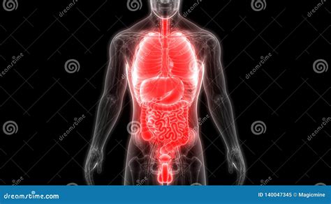 Anatomia Do Sistema Digestivo Dos Rg Os Do Corpo Humano Ilustra O