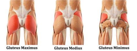 7 Intense Gluteus Minimus Exercises How To Strengthen Your Hips