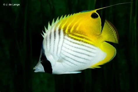 Chaetodon Auriga Threadfin Butterflyfish