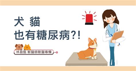 【犬貓也有糖尿病 】林盈甄獸醫