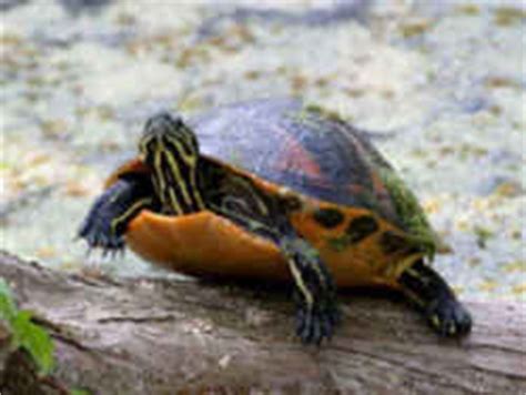 Alabama State Reptile: Red-Bellied Turtle (Pseudemys alabamensis)