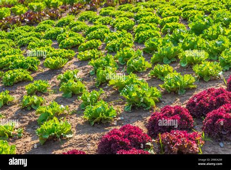 Agricultural Field With Rows Of Lettuce Plants Rural Landscape