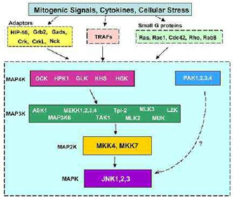 The C Jun Amino Terminal Kinase Jnk Signalling Cascade Download Scientific Diagram