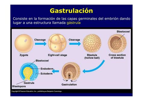 Gastrulación y Desarrollo Biología General uDocz