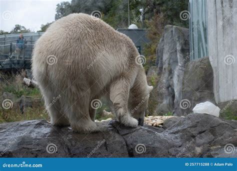 Polar Bear Closeup in the Vienna Zoo Stock Photo - Image of outdoors ...