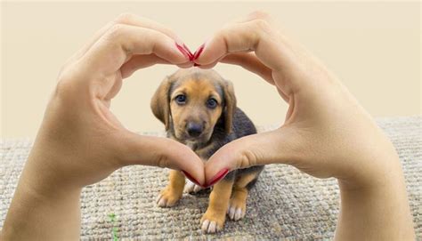 Este 2 De Junio Se Celebra El Día Nacional Del Perro