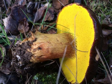 Citrine Pored Bolete From San Mateo County CA USA On January 09 2020