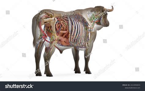 3d Rendered Illustration Bovine Anatomy Stock Illustration 2111950433 ...