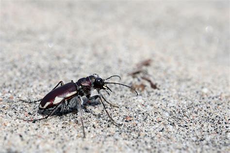 LeConte S Tiger Beetle Cicindela Scutellaris Lecontei Mer Flickr