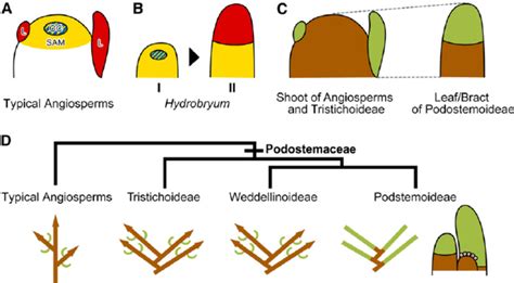 Schematic Illustration Of Gene Expression Patterns Comparison Of Organ Download Scientific