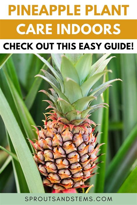 Pineapple Plant With Text Overlay That Says Pineapple Plant Care