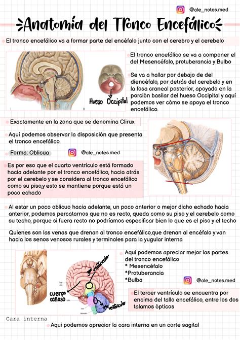 Anatomía del Tronco Encefálico Anatomía del Tronco Encefálico El