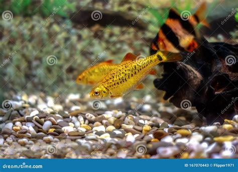 Golden Barbs Bright Orange Tropical Aquarium Fish Stock Image Image