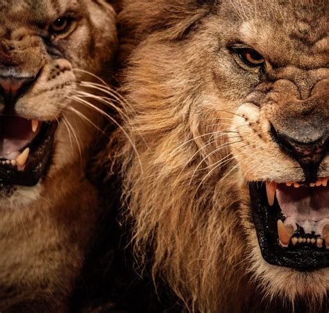 Scary Lion Wallpapers Top Free Scary Lion Backgrounds Wallpaperaccess