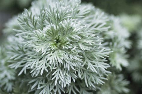 16 Silver Foliage Plants To Brighten Your Landscape