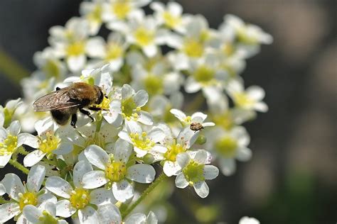 Bee Pollen Nectar Free Photo On Pixabay Pixabay