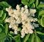 Fraxinus Ornus Picture The Bulgarian Flora Online