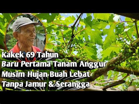 Kakek 69Th Pertama Tanam Anggur Import Di Musim Hujan Berbuah Lebat