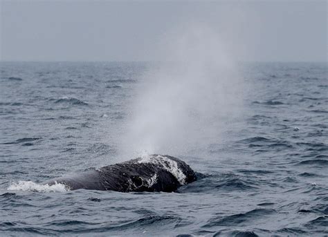 Scientists Document Remarkable Sperm Whale Phonetic Alphabet Reuters