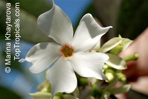 Cerbera manghas, Native Frangipani