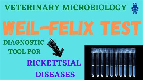 Weil Felix Test Diagnosis For Rickettsiosis Youtube