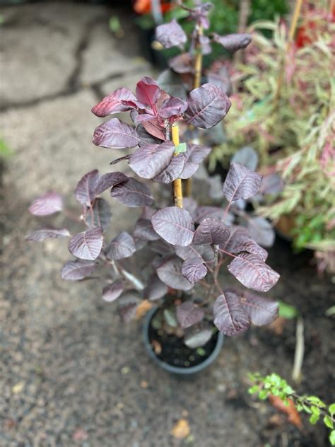 Cotinus Coggygria Royal Purple Smokebush Neth Plant