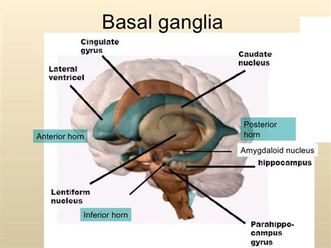 Anatomy Of Basal Ganglia