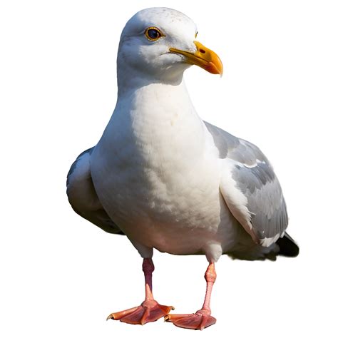 Download Majestic Seagull Png 05242024