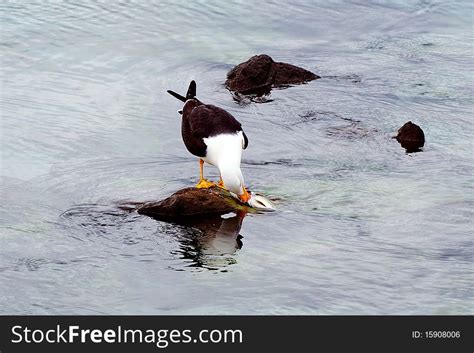 Seagull Eating A Fish - Free Stock Images & Photos - 15908006 ...