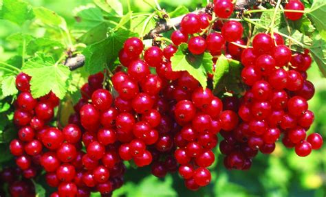 Купить саженец Красная смородина Святомихайловская | фото, описание сорта