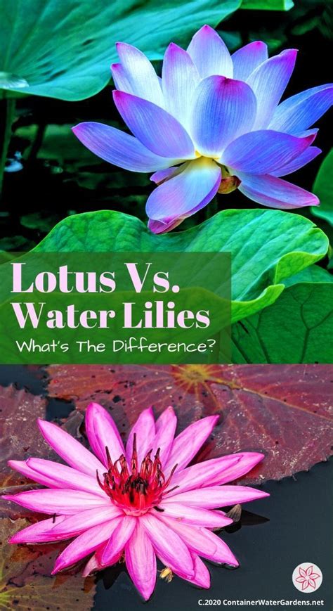 Lotus Vs Water Lilies What S The Difference Container Water