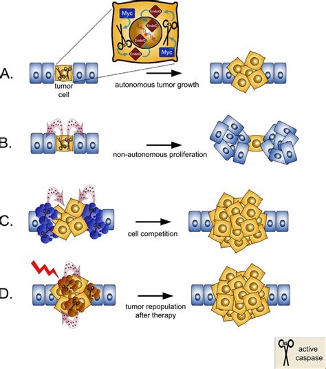 Roles Of Caspases In Carcinogenesis Schematic Representation Of The