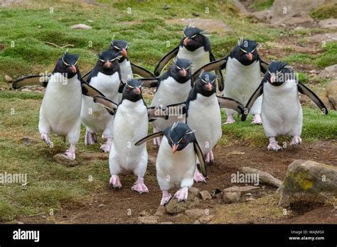 Las Islas Malvinas La Isla Saunders Ping Inos De Penacho Amarillo Del