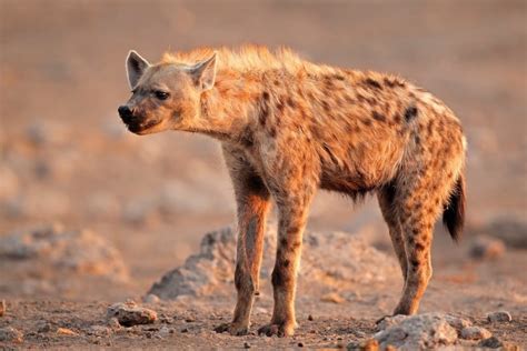 25 animales de la sabana africana y sus características