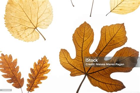 Tipe Daun Pada Tabel Ringan Foto Stok Unduh Gambar Sekarang Alam