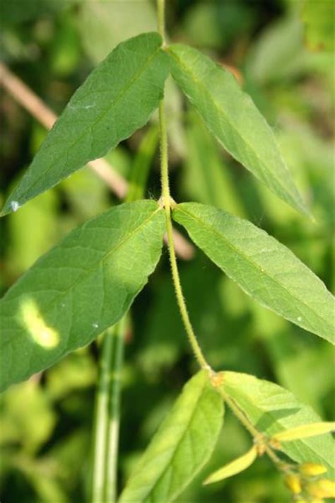 Lysimaque commune informations Fleurs sauvage du Québec