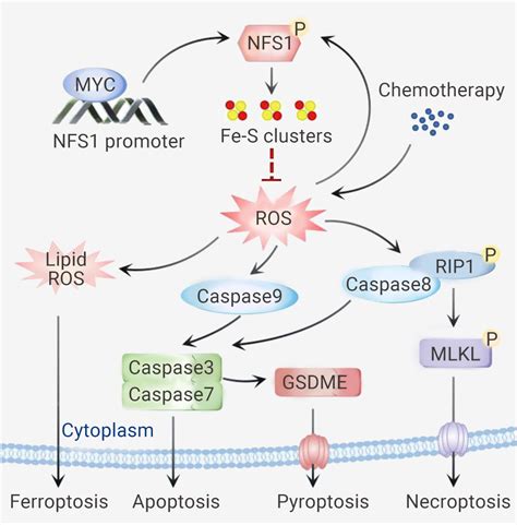 泛凋亡 Panoptosis 新型炎症性 Pcd 途径 Mce 知乎