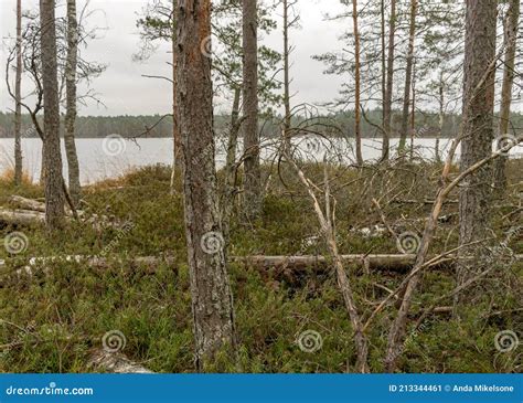 Various Old and Rotten Trees and Tree Branches on the Shore of a Swampy ...