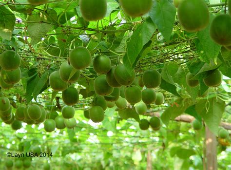 Monk Fruit American Botanical Council