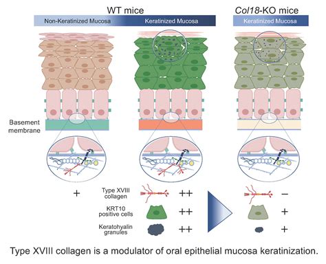 Type Xviii Collagen Modulates Keratohyalin Granule Formation And Keratinization In Oral Mucosa