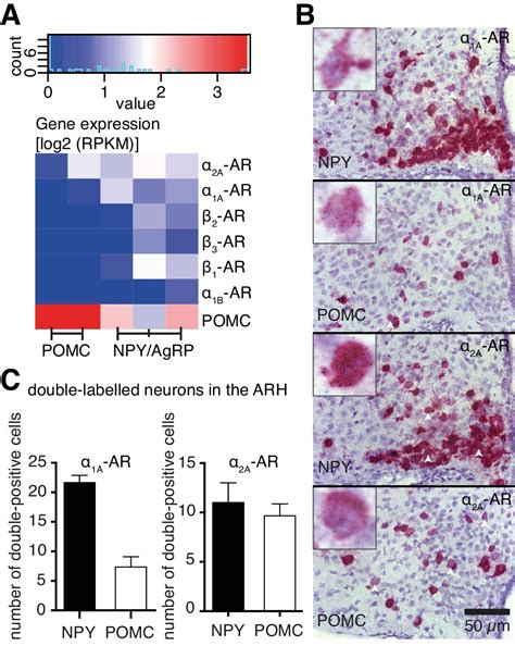 Antagonistic Modulation Of NPY AgRP And POMC Neurons In The Arcuate