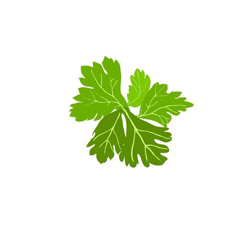 Green Coriander On Transparent Background 9827032 PNG