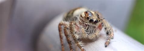 How Long Do Spiders Live - Spider Life Cycle & Lifespan